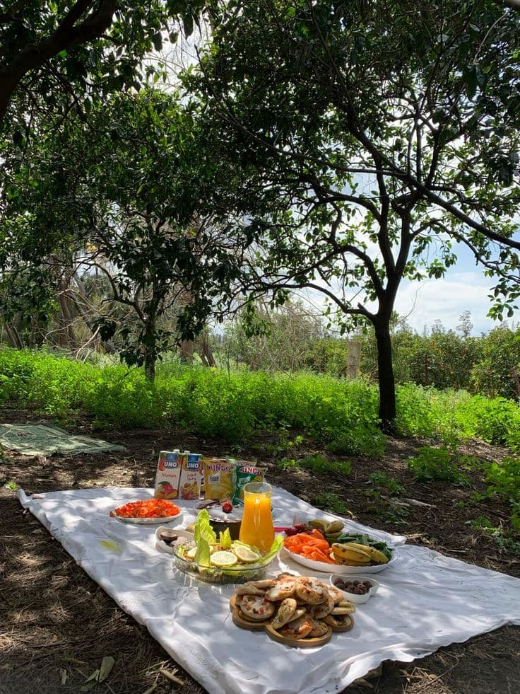 Picnic spread laid out under shady trees
